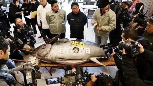 Tokyo: Toyosu Tuna Auction &Tsukiji Market Gourmet Adventure in Tokyo - Photo 5