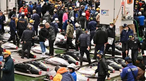 Tokyo: Toyosu Tuna Auction &Tsukiji Market Gourmet Adventure in Tokyo - Photo 6