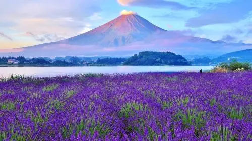 1-day Fuji Five Lakes Fall Foliage Tour: Lake Kawaguchi, Lake Yamanaka, Lawson, Hikawa Clock Shop in Tokyo - Photo 2