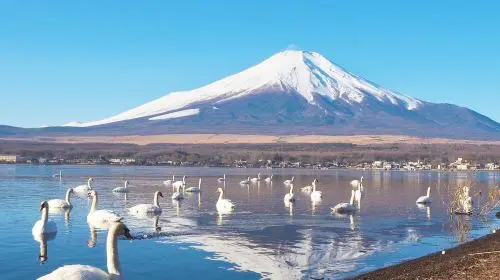 1-day Fuji Five Lakes Fall Foliage Tour: Lake Kawaguchi, Lake Yamanaka, Lawson, Hikawa Clock Shop in Tokyo - Photo 6