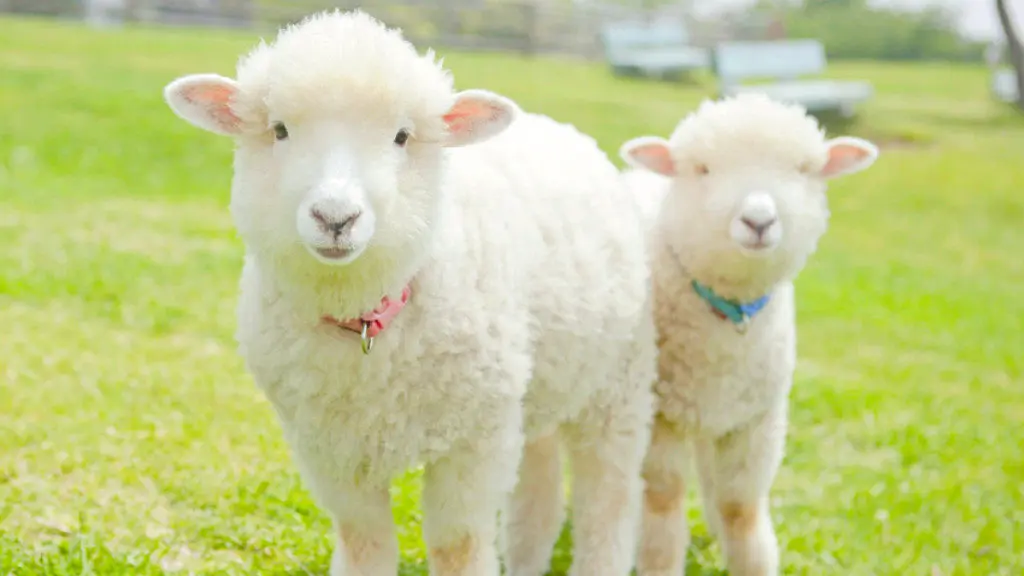 Mother Farm in Tokyo