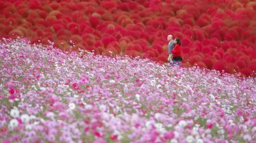 [Guaranteed Departure] Ibaraki Autumn Special: Hitachi Seaside Park, Fukuroda Falls and Ryujin Suspension Bridge (From Tokyo Japan) in Tokyo