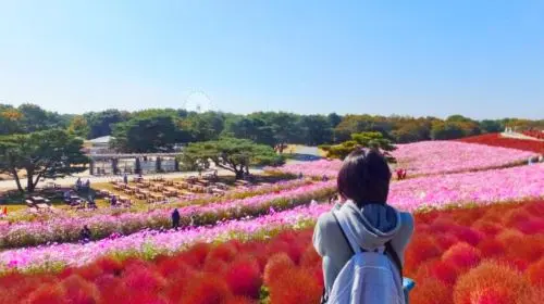 [Guaranteed Departure] Ibaraki Autumn Special: Hitachi Seaside Park, Fukuroda Falls and Ryujin Suspension Bridge (From Tokyo Japan) in Tokyo - Photo 2