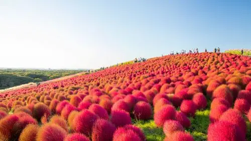 [Guaranteed Departure] Ibaraki Autumn Special: Hitachi Seaside Park, Fukuroda Falls and Ryujin Suspension Bridge (From Tokyo Japan) in Tokyo - Photo 3