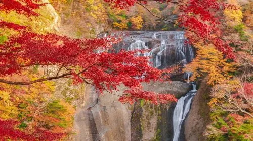 [Guaranteed Departure] Ibaraki Autumn Special: Hitachi Seaside Park, Fukuroda Falls and Ryujin Suspension Bridge (From Tokyo Japan) in Tokyo - Photo 9