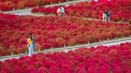 [Guaranteed Departure] Ibaraki Autumn Special: Hitachi Seaside Park, Fukuroda Falls and Ryujin Suspension Bridge (From Tokyo Japan) in Tokyo - Photo 10