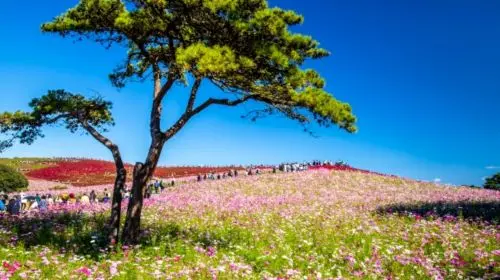 [Guaranteed Departure] Ibaraki Autumn Special: Hitachi Seaside Park, Fukuroda Falls and Ryujin Suspension Bridge (From Tokyo Japan) in Tokyo - Photo 11