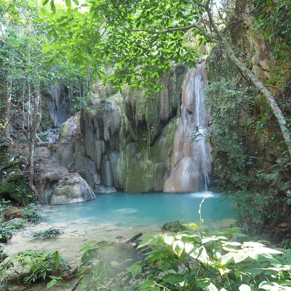 Half Day Trip to Sticky Waterfall (Buatong Waterfall) Half Day Trip to Sticky Waterfall (Buatong Waterfall) in Chiang Mai - Photo 8
