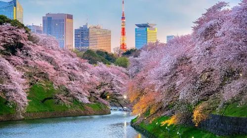 Tokyo Private Tour by Vehicle with English-Speaking Chauffeur Day Tours Tokyo Private Tour by Vehicle with English-Speaking Chauffeur Day Tours in Tokyo - Photo 4