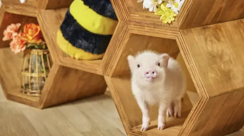 mipig cafe Sunshine City Branch: Popular Healing Pig Cafe Interactive Experience in Tokyo