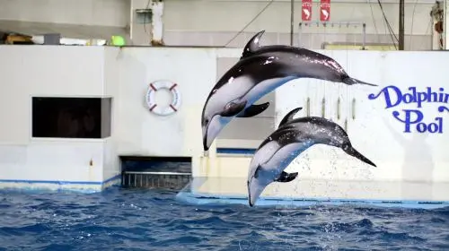 Noboribetsu Marine Park Nixe Noboribetsu Marine Park Nixe in Tokyo - Photo 9