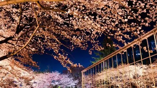 HANA·BIYORI HANA·BIYORI in Tokyo - Photo 8