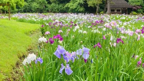 Koishikawa Korakuen Garden in Tokyo - Photo 6