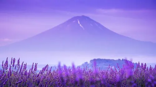 Mount Fuji Panoramic Ropeway, Lake Kawaguchi,Lawson ,Oshino Hakkai One-Day Tour Day Tours in Tokyo - Photo 3