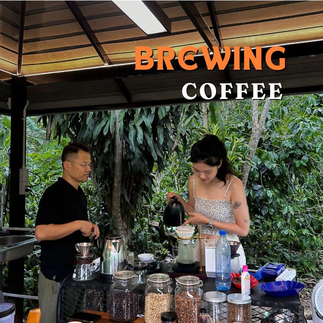 Chiang Mai Organic Coffee Farm Tour by ZEIT Roaster Chiang Mai Organic Coffee Farm Tour by ZEIT Roaster in Chiang Mai - Photo 2