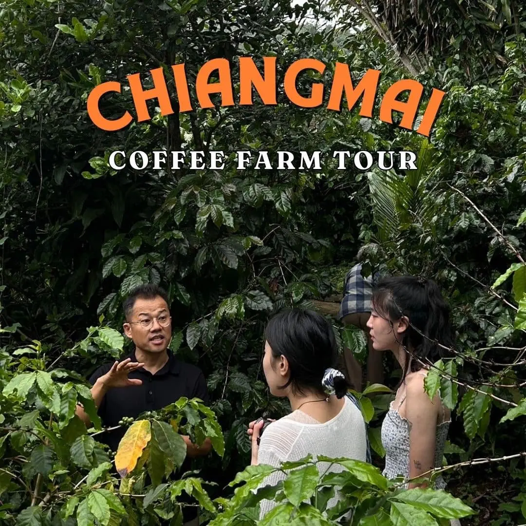 Chiang Mai Organic Coffee Farm Tour by ZEIT Roaster in Chiang Mai
