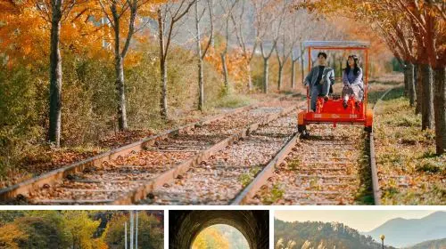 Nami Island, Rail Bike, Gapyeong Sheep and Alpaca Farm, and Starlight Festival Day Tours in Seoul - Photo 2