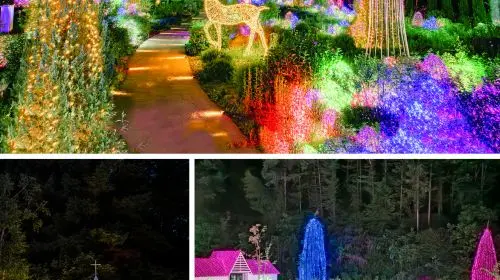 Nami Island, Rail Bike, Gapyeong Sheep and Alpaca Farm, and Starlight Festival Day Tours in Seoul