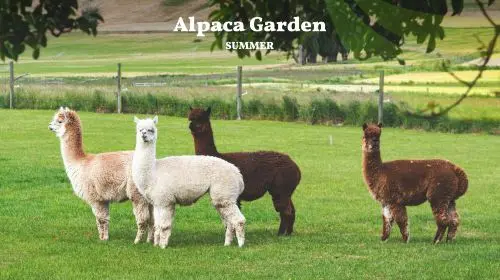 Nami Island, Rail Bike, Gapyeong Sheep and Alpaca Farm, and Starlight Festival Day Tours in Seoul - Photo 7