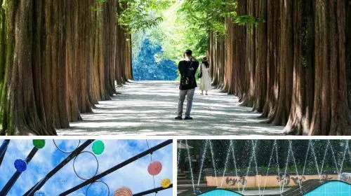 From Seoul: Nami Island, Apple Picking, and Gapyeong Sheep and Alpaca Farm Day Tours From Seoul: Nami Island, Apple Picking, and Gapyeong Sheep and Alpaca Farm Day Tours in Seoul - Photo 4