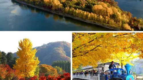 From Seoul: Nami Island, Apple Picking, and Gapyeong Sheep and Alpaca Farm Day Tours From Seoul: Nami Island, Apple Picking, and Gapyeong Sheep and Alpaca Farm Day Tours in Seoul - Photo 5