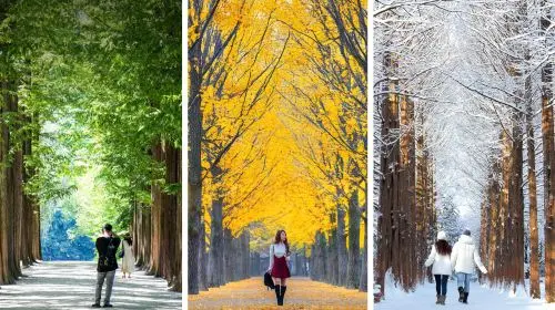 From Seoul: Nami Island, Apple Picking, and Gapyeong Sheep and Alpaca Farm Day Tours in Seoul