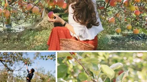 From Seoul: Nami Island, Apple Picking, and Gapyeong Sheep and Alpaca Farm Day Tours From Seoul: Nami Island, Apple Picking, and Gapyeong Sheep and Alpaca Farm Day Tours in Seoul - Photo 6