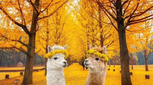 Alpaca World + Nami Island + Gangchon Railbike One Day Tour (From Seoul) Day Tours in Seoul