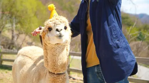 Alpaca World + Nami Island + Gangchon Railbike One Day Tour (From Seoul) Day Tours Alpaca World + Nami Island + Gangchon Railbike One Day Tour (From Seoul) Day Tours in Seoul - Photo 6