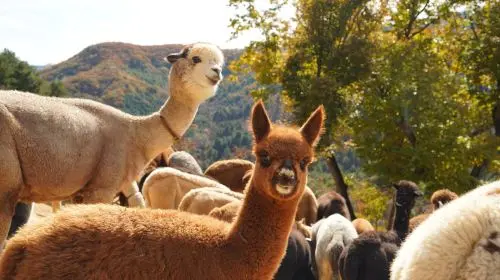 Alpaca World + Nami Island + Gangchon Railbike One Day Tour (From Seoul) Day Tours Alpaca World + Nami Island + Gangchon Railbike One Day Tour (From Seoul) Day Tours in Seoul - Photo 9