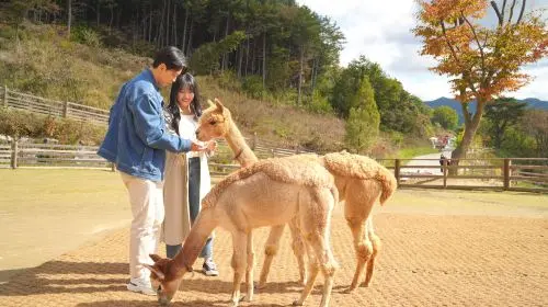 Alpaca World + Nami Island + Gangchon Railbike One Day Tour (From Seoul) Day Tours Alpaca World + Nami Island + Gangchon Railbike One Day Tour (From Seoul) Day Tours in Seoul - Photo 10