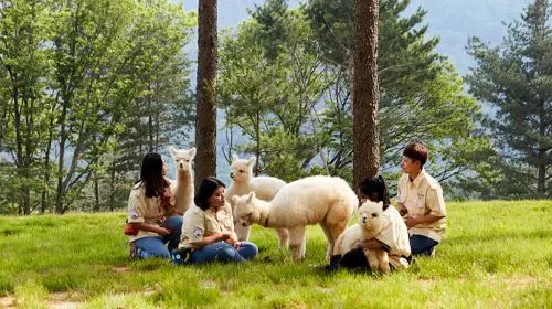 Nami Island one-day tour in South Korea [Alpaca Farm & Rail Bike & Garden of Morning Calm] Day Tours in Seoul - Photo 4