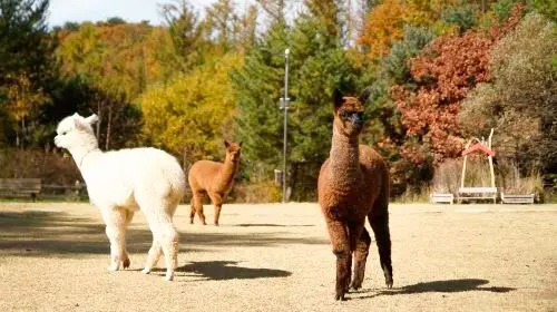 Nami Island one-day tour in South Korea [Alpaca Farm & Rail Bike & Garden of Morning Calm] Day Tours in Seoul - Photo 7