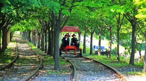 Nami Island one-day tour in South Korea [Alpaca Farm & Rail Bike & Garden of Morning Calm] Day Tours in Seoul