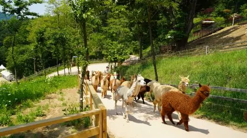 Nami Island one-day tour in South Korea [Alpaca Farm & Rail Bike & Garden of Morning Calm] Day Tours in Seoul - Photo 8