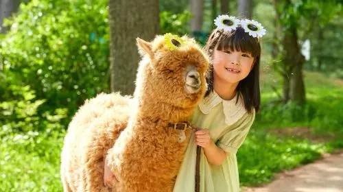 Nami Island one-day tour in South Korea [Alpaca Farm & Rail Bike & Garden of Morning Calm] Day Tours in Seoul - Photo 10