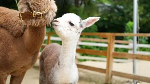 Nami Island one-day tour in South Korea [Alpaca Farm & Rail Bike & Garden of Morning Calm] Day Tours in Seoul - Photo 11