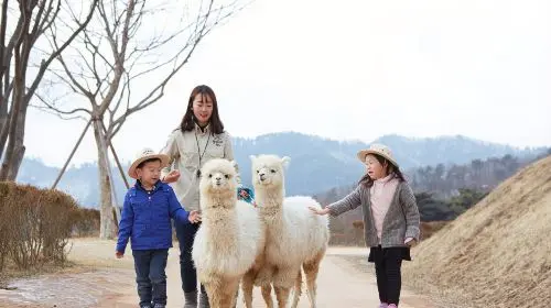 Gyeonggi-do|Alpaca World X Nami Island X Gangcheon Rail Bike Day Tours Gyeonggi-do|Alpaca World X Nami Island X Gangcheon Rail Bike Day Tours in Seoul - Photo 4