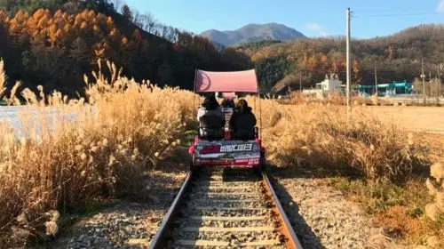 Gyeonggi-do|Alpaca World X Nami Island X Gangcheon Rail Bike Day Tours Gyeonggi-do|Alpaca World X Nami Island X Gangcheon Rail Bike Day Tours in Seoul - Photo 9