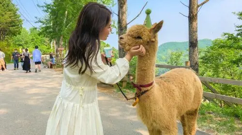 Gyeonggi-do|Alpaca World X Nami Island X Gangcheon Rail Bike Day Tours in Seoul