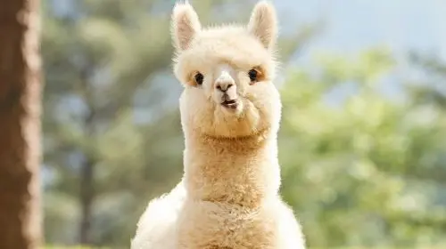 Alpaca x Nami Island x The Little Prince Italy x The Garden of Morning Calm Day Tours Alpaca x Nami Island x The Little Prince Italy x The Garden of Morning Calm Day Tours in Seoul - Photo 4