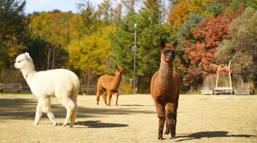 Alpaca World + Nami Island + The Garden of Morning Calm One Day Tour [Depart from Seoul • Family Friendly] Day Tours in Seoul - Photo 8