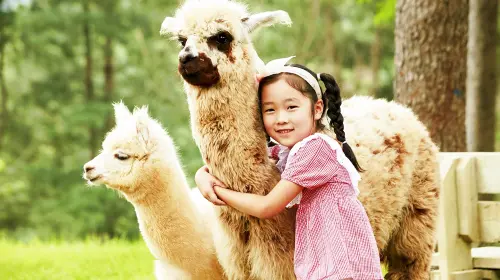From Seoul: Alpaca World, Nami Island, Rail Bike and Garden of Morning Calm Tour Day Tours in Seoul
