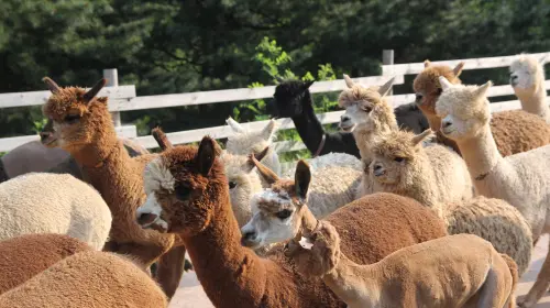 From Seoul: Alpaca World, Nami Island, Rail Bike and Garden of Morning Calm Tour Day Tours From Seoul: Alpaca World, Nami Island, Rail Bike and Garden of Morning Calm Tour Day Tours in Seoul - Photo 3