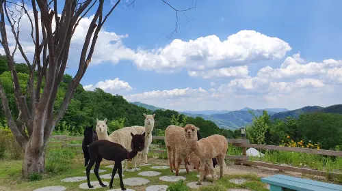 From Seoul: Alpaca World, Nami Island, Rail Bike and Garden of Morning Calm Tour Day Tours From Seoul: Alpaca World, Nami Island, Rail Bike and Garden of Morning Calm Tour Day Tours in Seoul - Photo 4