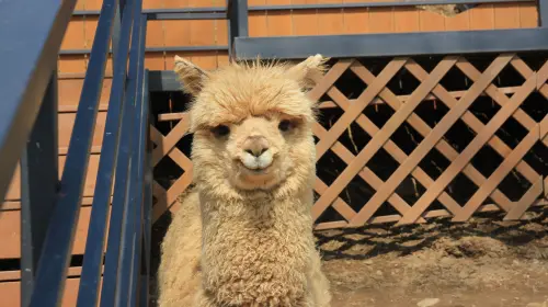 From Seoul: Alpaca World, Nami Island, Rail Bike and Garden of Morning Calm Tour Day Tours From Seoul: Alpaca World, Nami Island, Rail Bike and Garden of Morning Calm Tour Day Tours in Seoul - Photo 5