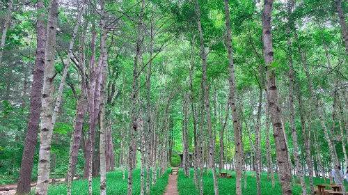 From Seoul: Alpaca World, Nami Island, Rail Bike and Garden of Morning Calm Tour Day Tours From Seoul: Alpaca World, Nami Island, Rail Bike and Garden of Morning Calm Tour Day Tours in Seoul - Photo 11