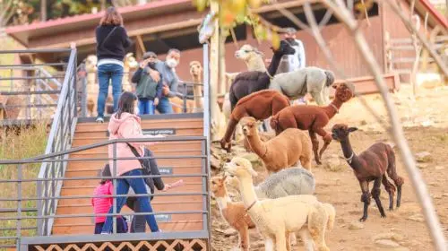 Gyeonggi Province|1-day tour to Gangchon Rail Park + Alpaca World Day Tours Gyeonggi Province|1-day tour to Gangchon Rail Park + Alpaca World Day Tours in Seoul - Photo 8