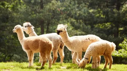 Gyeonggi Province|1-day tour to Gangchon Rail Park + Alpaca World Day Tours Gyeonggi Province|1-day tour to Gangchon Rail Park + Alpaca World Day Tours in Seoul - Photo 9