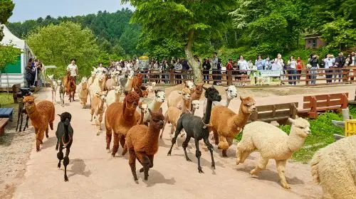 Gyeonggi Province|1-day tour to Gangchon Rail Park + Alpaca World Day Tours Gyeonggi Province|1-day tour to Gangchon Rail Park + Alpaca World Day Tours in Seoul - Photo 11